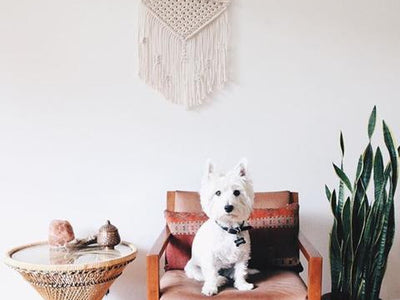 Dogs of Macrame