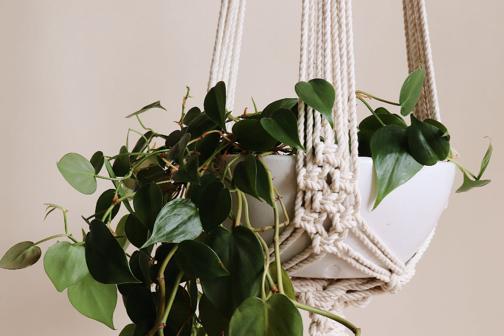 DIY macrame wall, plant hanger & homedecor kits - Modern Macramé – Page ...